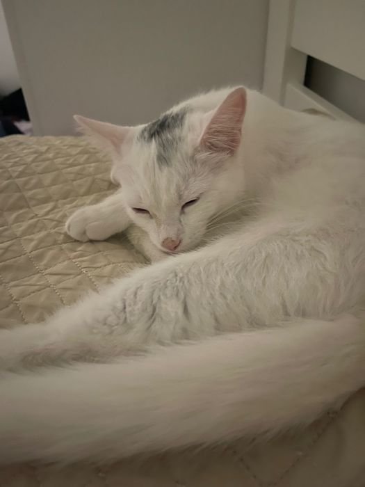 кошка, Мия, 5 мес. девочка