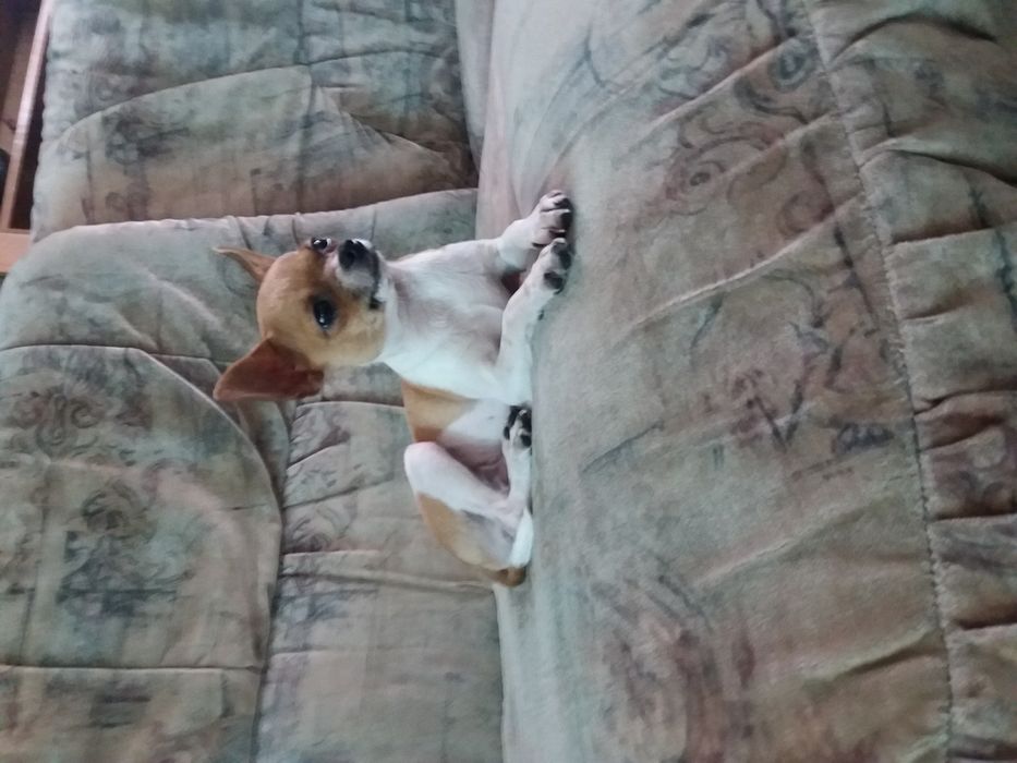 Вязка мини Чихуахуа