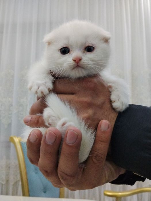 Продаются котята от правильной вязки