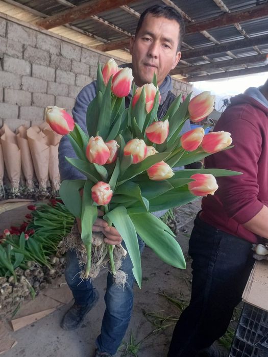 Тюльпаны крупные оптом