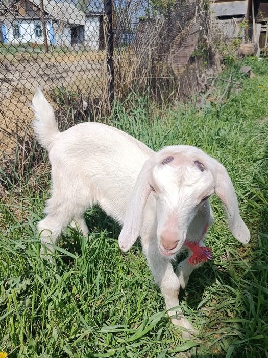 Продам козочку молочной породы.