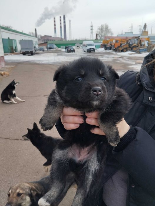Щенки в добрые руки