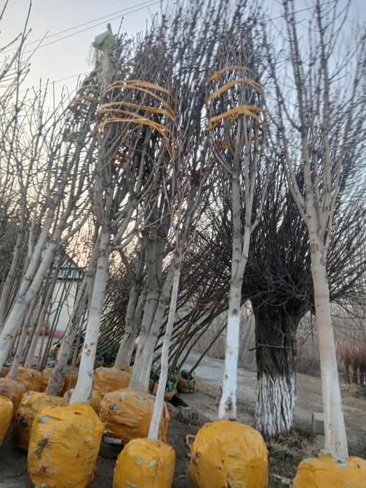 100% ishonchli Kashtan kochat va darxatlar bor