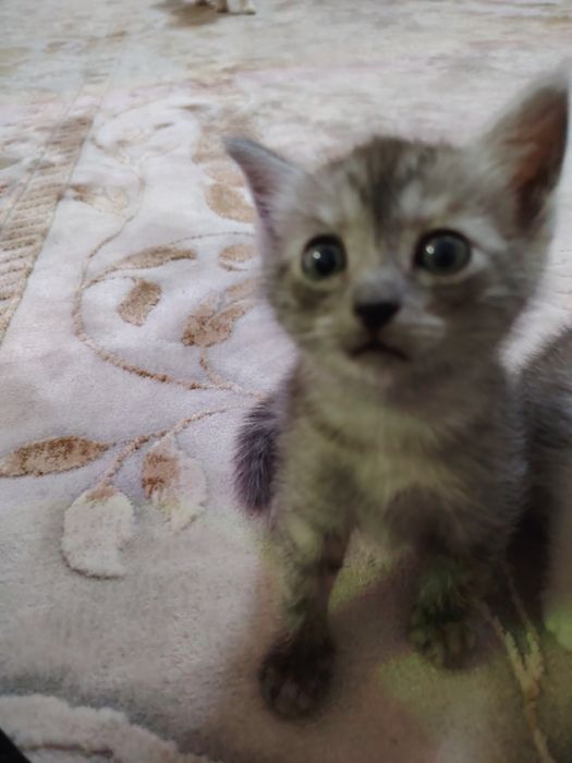 Котята срочно отдам