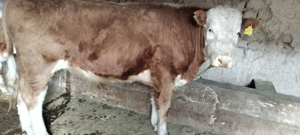 Парода өгіздер сатылады