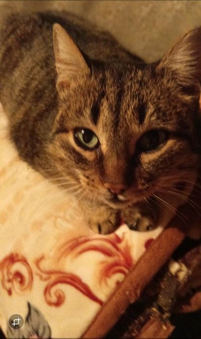 Стерилизованная кошечка