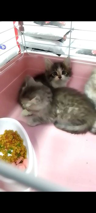 отдается в добрые руки
