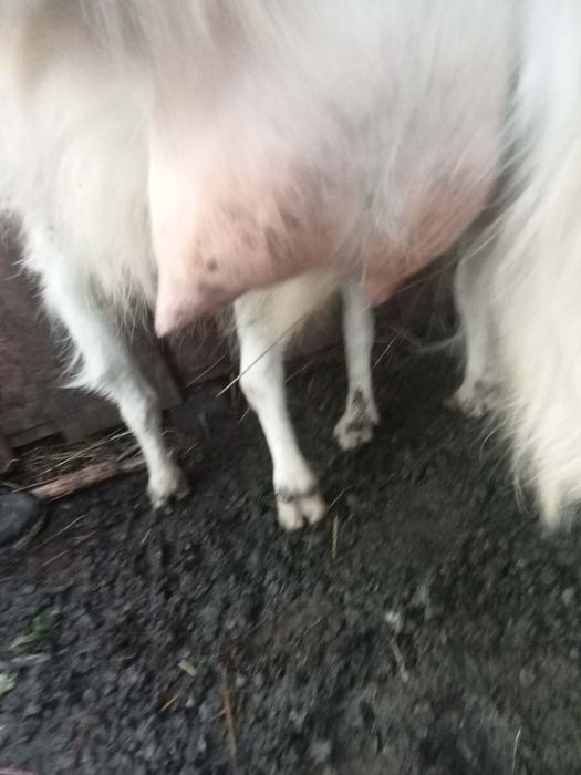 Vând capre comuna boțești județul vaslui  .(0769896340)