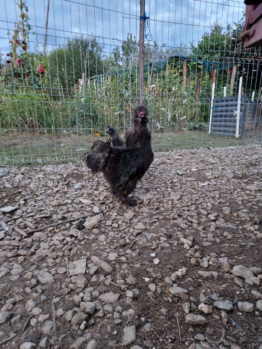 Vând gâște bibilici