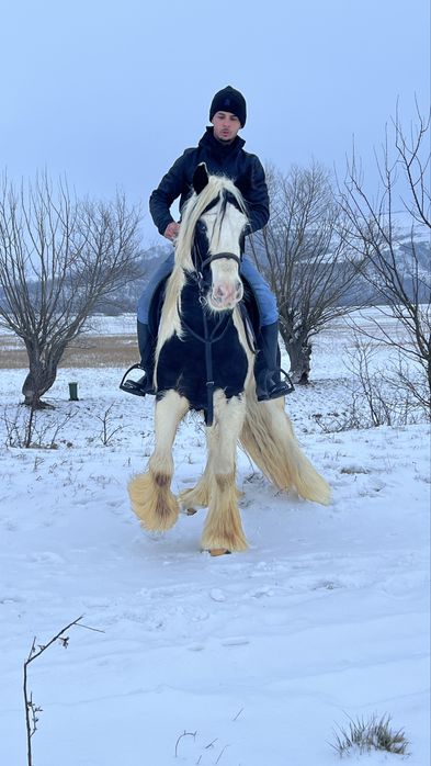 Cal Gipsy Vanner echitatie calarie