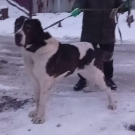 Алабай Тобет Сао 95-100кг