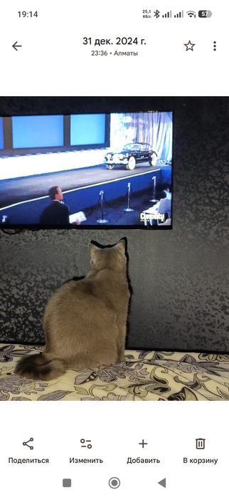 Отдам кота в добрые руки