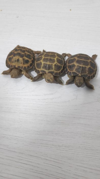 Toshbaqa sotiladi | Cherpashka | Cherepaha