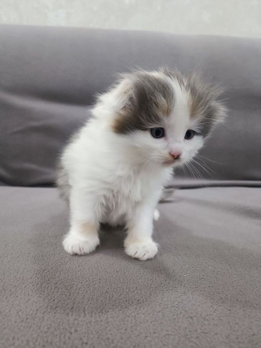 Продаются котята скоттиш страйт