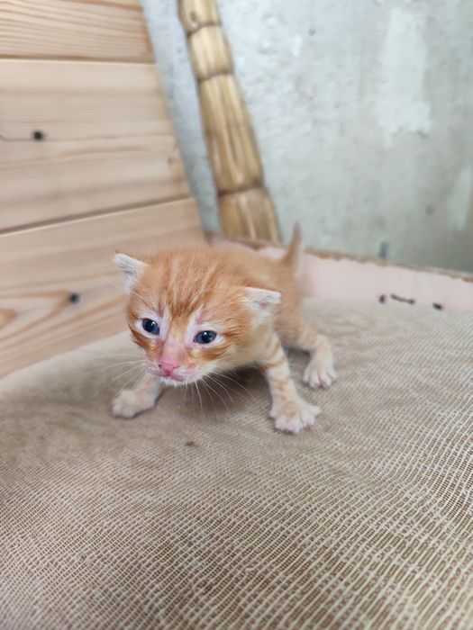 Отдам котят в добрые руки