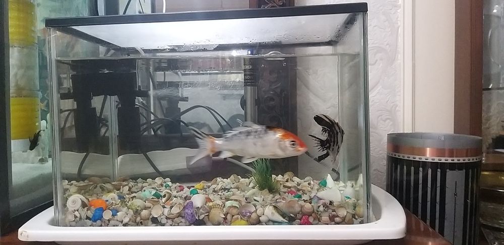 Koi va skalari baliqlari sotiladi