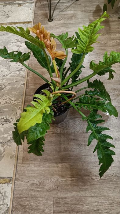 Филадендрон Золотой  Крокодил