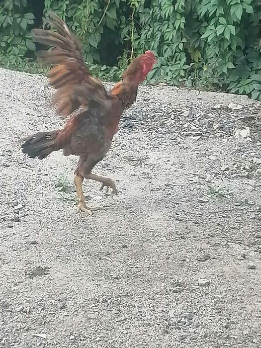 Продам дакана и курица