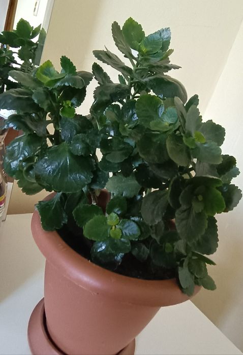 Каланхоэ комнатный цветок