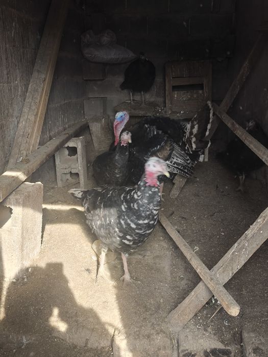 Продам семью индюков