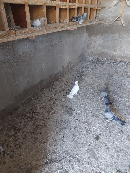 Құстар сатылады.