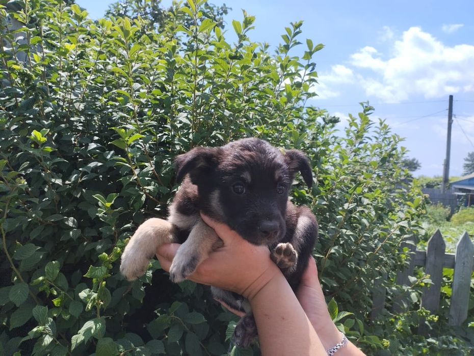 Щенята бесплатно