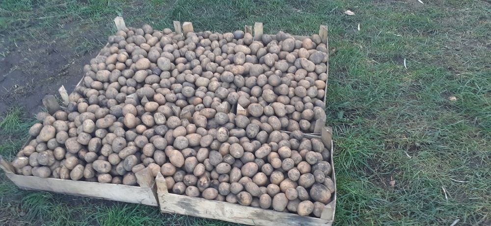 Cartofi de sămânță.