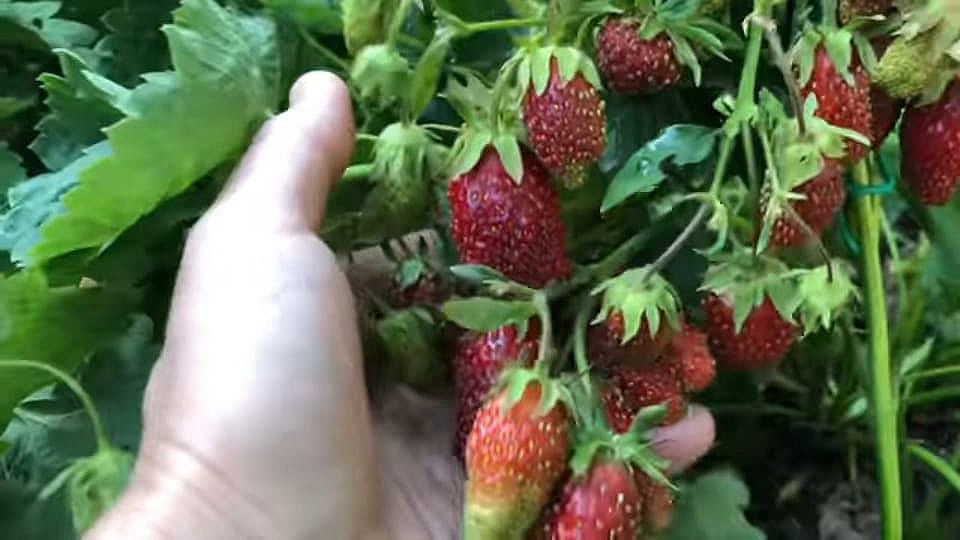 Рассада клубники, малины