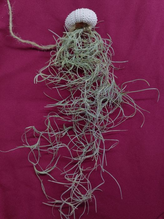 Тилландсия комнатный цветок