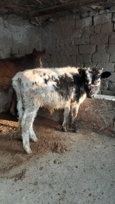 Еркек өгіз сатылады