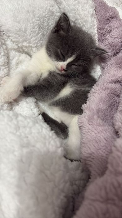 Продам котенка 3000