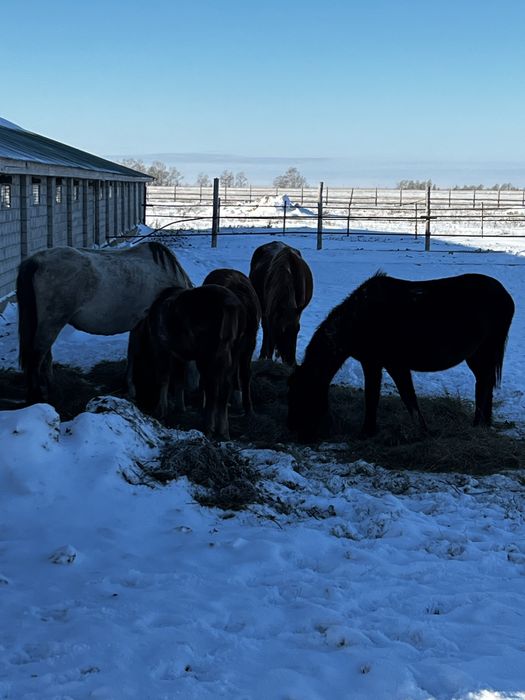 Продам лошадей или обменяю