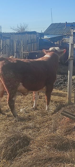 Немецкий сементал