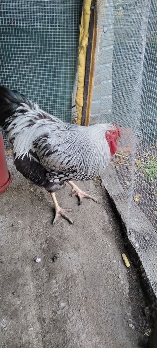 Cocoș Wyandotte Argintiu