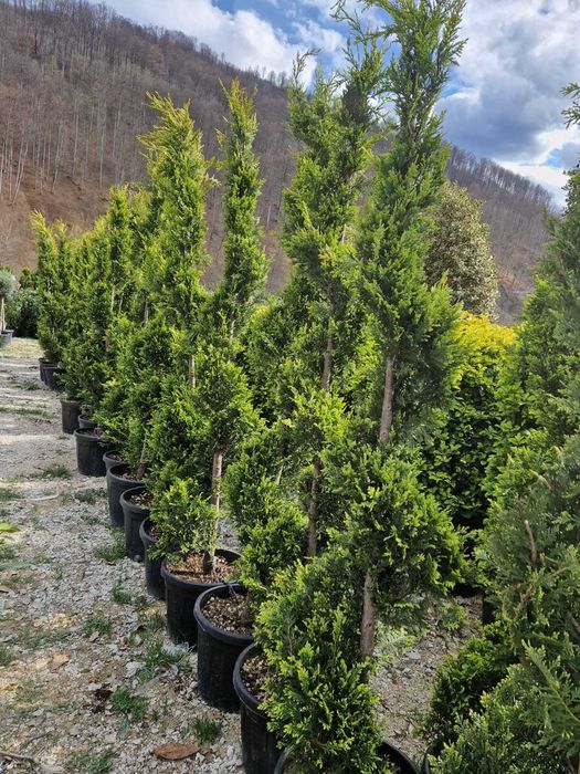 Plante pentru Amenajare Curte si Casa