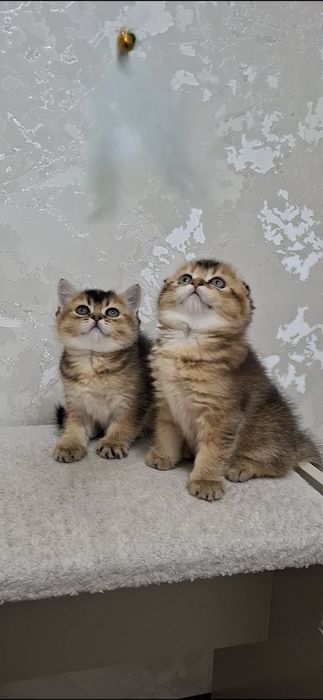 золотая шиншилла
