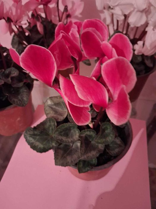 Цветы комнатные цикломен