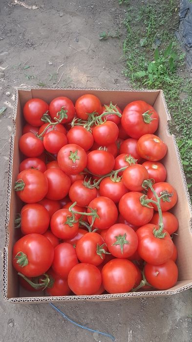 Roșii de solar (soiul Alamina)