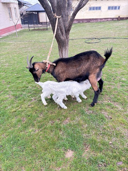 Ешкі 2 лағымен  сүтті күніне 2 литр сүтті бар