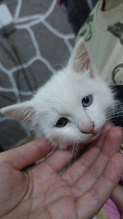 Кошка турецкая ангора