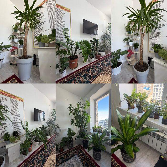 Продам Домашние цветы