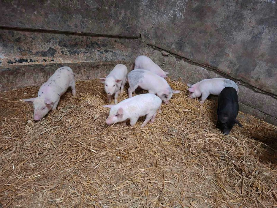 Свиня със 7 прасета