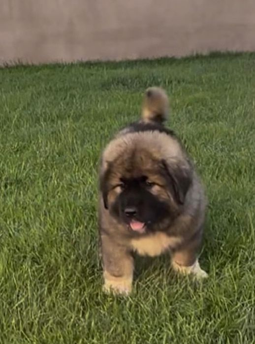 Ciobănesc Caucazian cu Pedigree