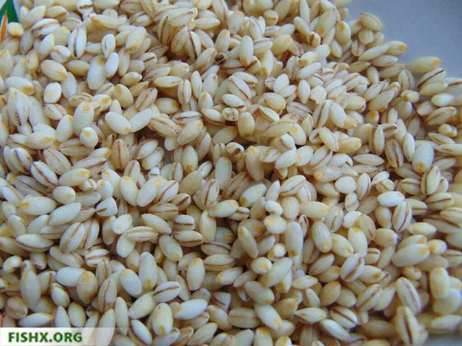 Растение перловка как выглядит Растение перловка как выглядит