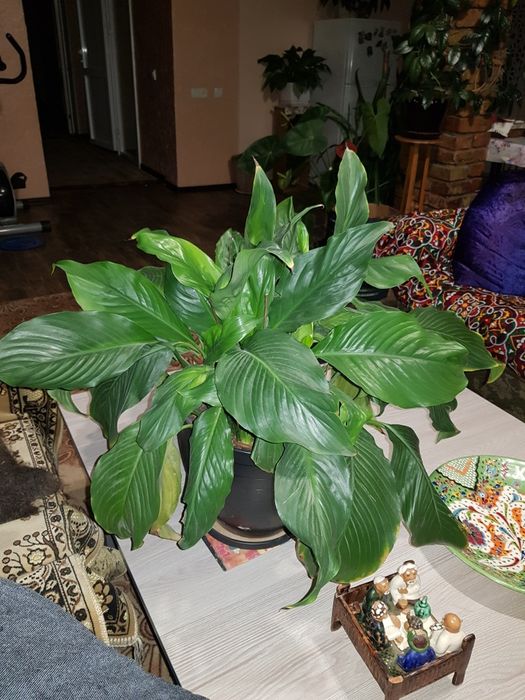 Комнатные. Растения