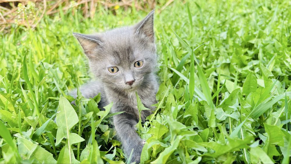 Отдам котенка в добрые щаботливые руки!