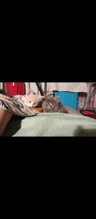 Отдам котят в добрые руки!