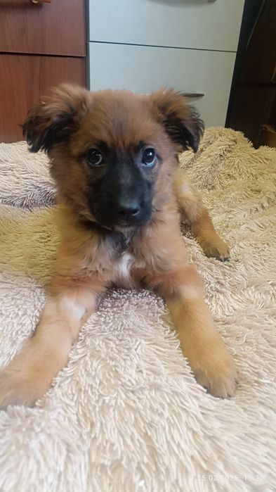 Отдам в добрые руки