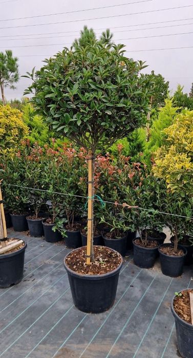 Plante naturale ornamentale pentru gradina ta