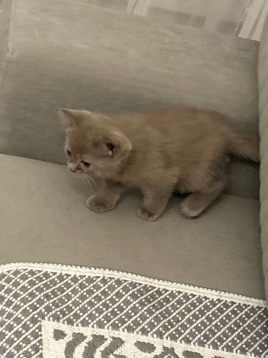 Продам Котенка. Девочка